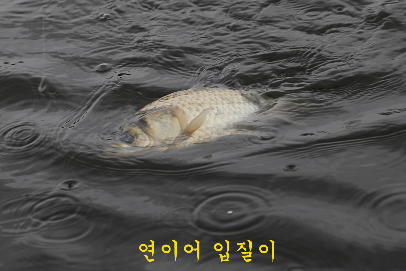 d69f7ffb0ea6e0a012bdff39e2450d27_1714895702_3001.jpg d69f7ffb0ea6e0a012bdff39e2450d27_1714895702_3001.jpg