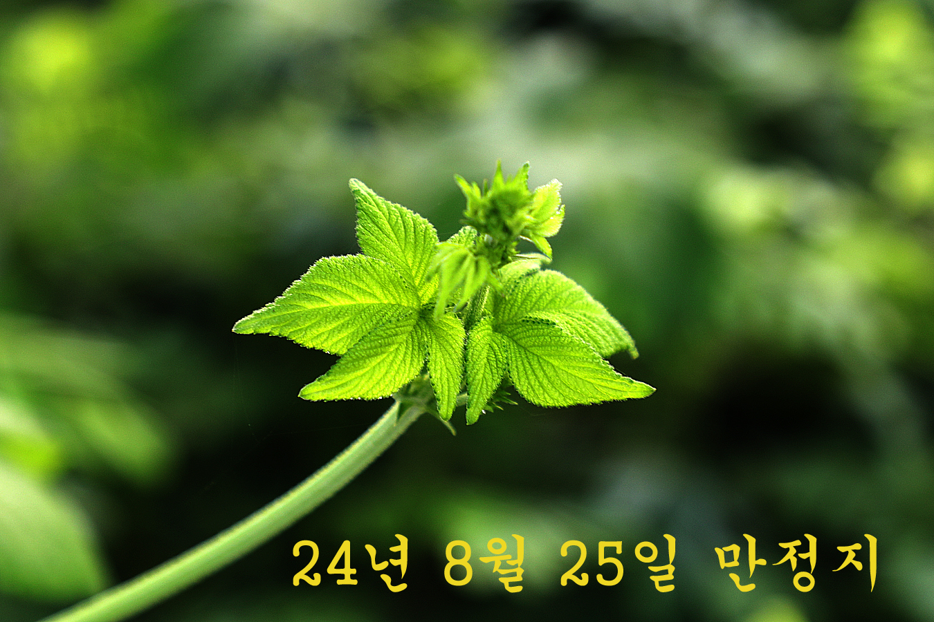 a593cc9016ea7984e270e41adaf5a620_1724563920_2889.jpg a593cc9016ea7984e270e41adaf5a620_1724563920_2889.jpg